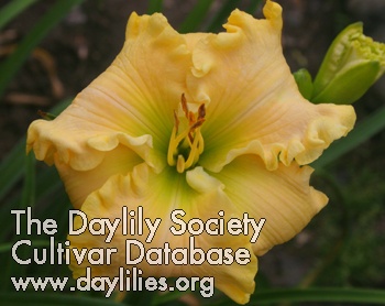 Daylily Yellow Raincoat